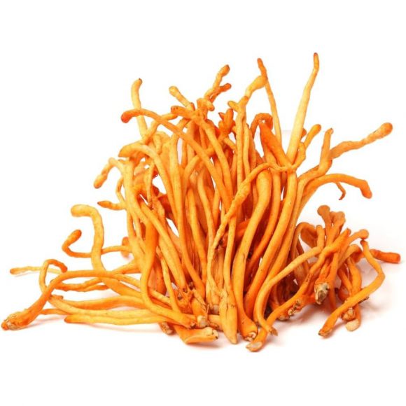 Кордицепс военный (Cordyceps militaris) - (100 гр.)